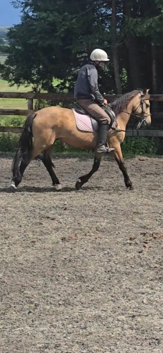 14hh 4 yrs Dun Connemara pony - Image 2