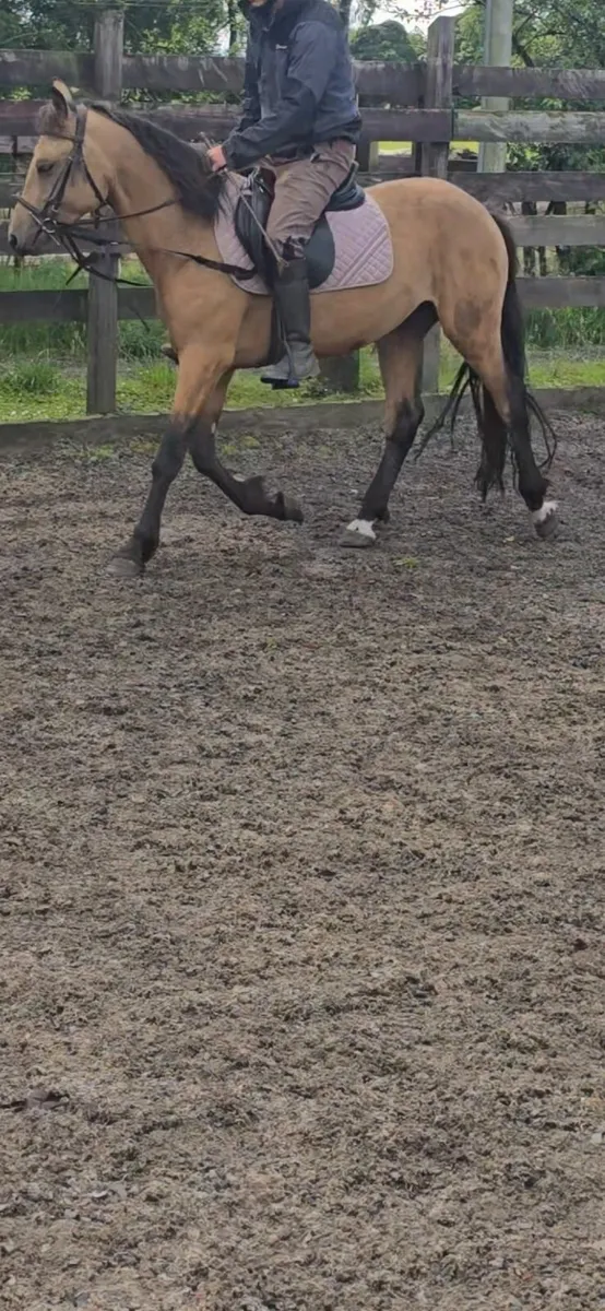 14hh 4 yrs Dun Connemara pony - Image 3