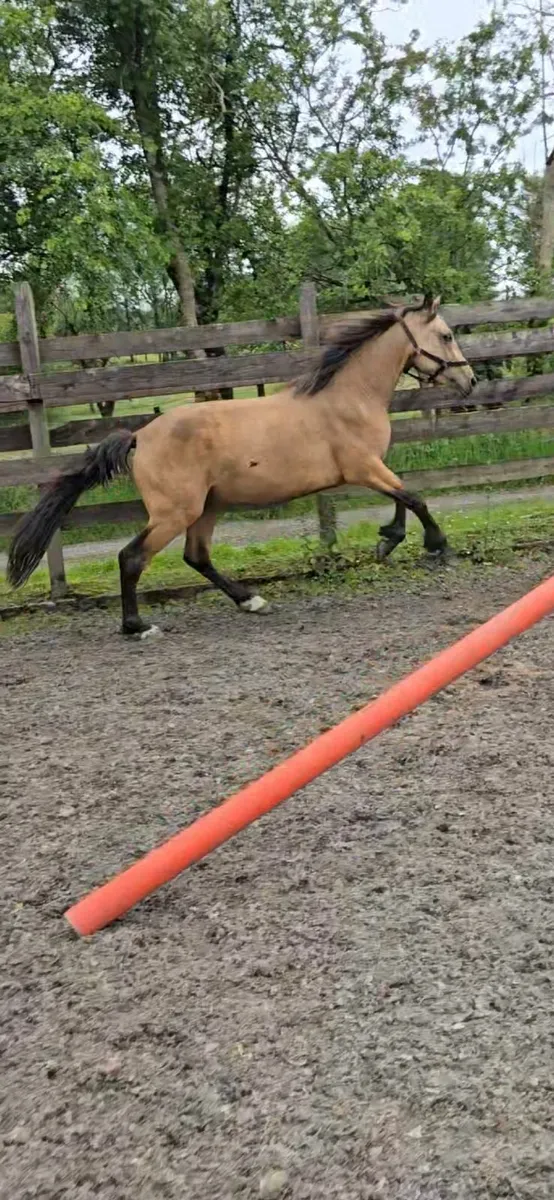 14hh 4 yrs Dun Connemara pony - Image 4
