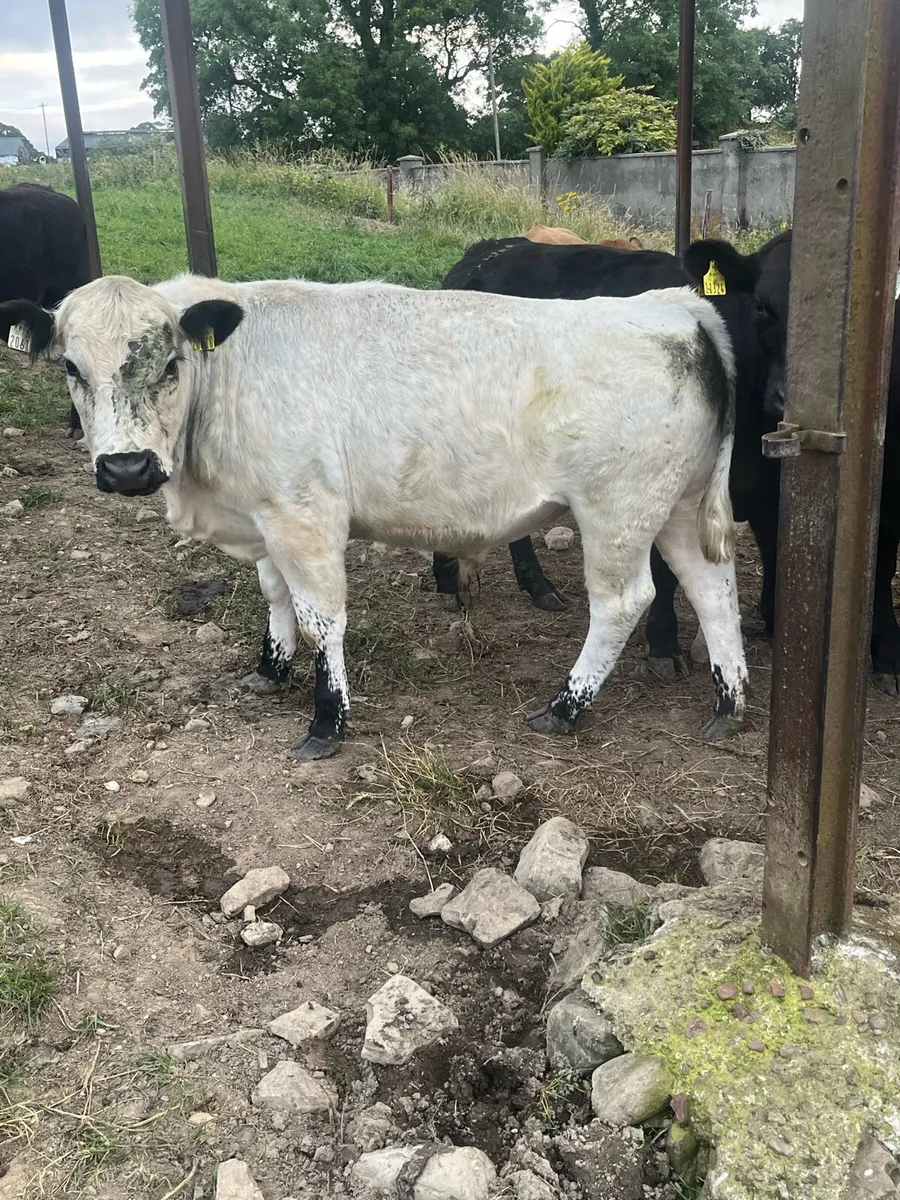 Suckler bred bullocks - Image 1