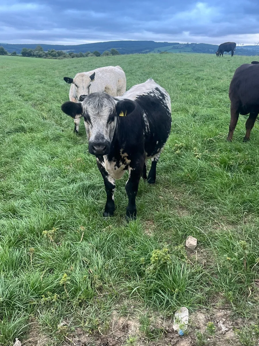 Suckler bred bullocks - Image 3