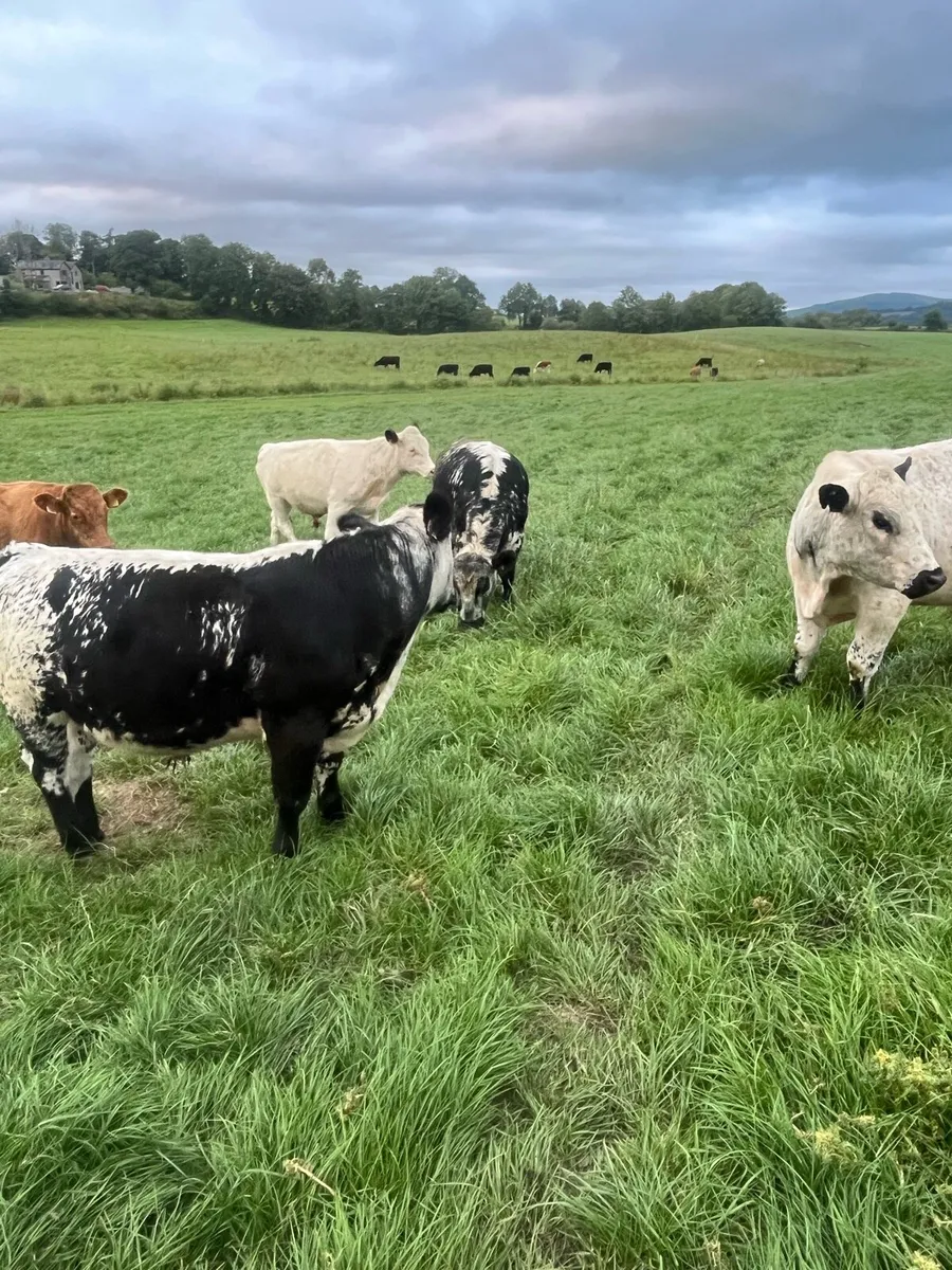 Suckler bred bullocks - Image 4