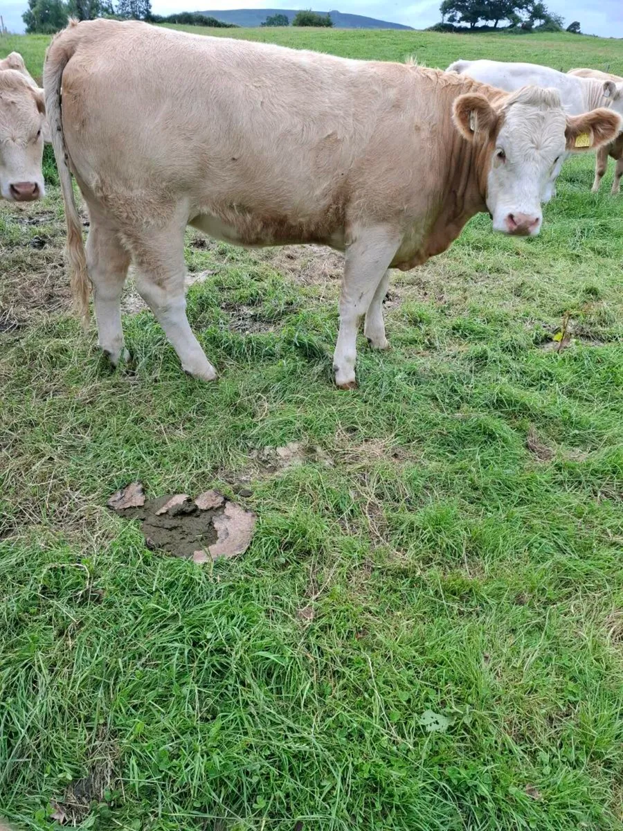 Cattle - Image 1