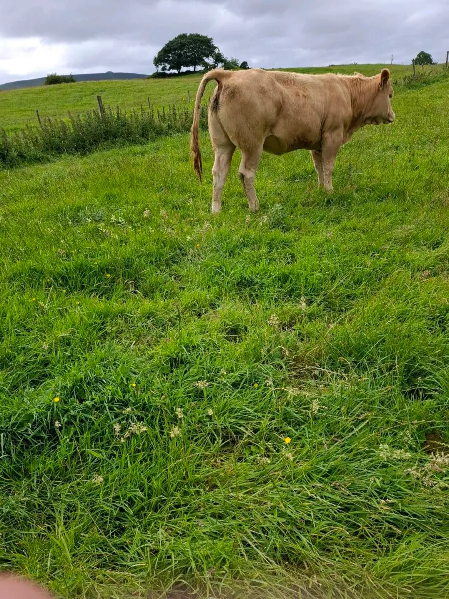 Cattle - Image 2