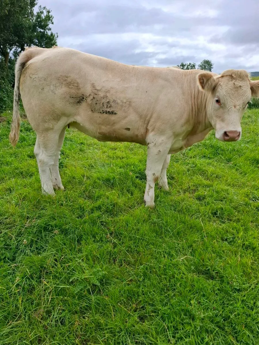 Cattle - Image 3
