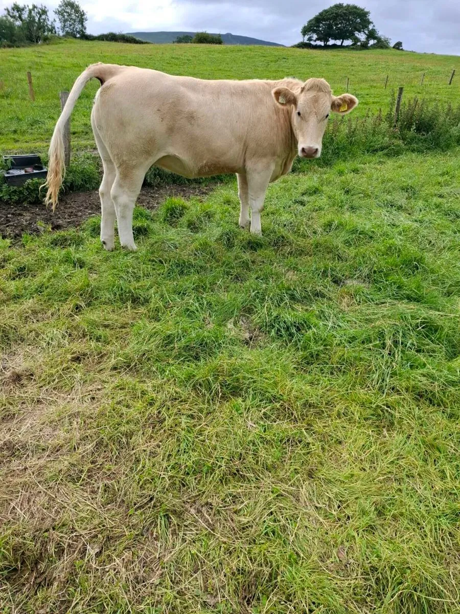 Cattle - Image 4
