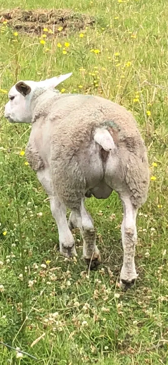 Texel ram lambs sis approved 5 star - Image 2