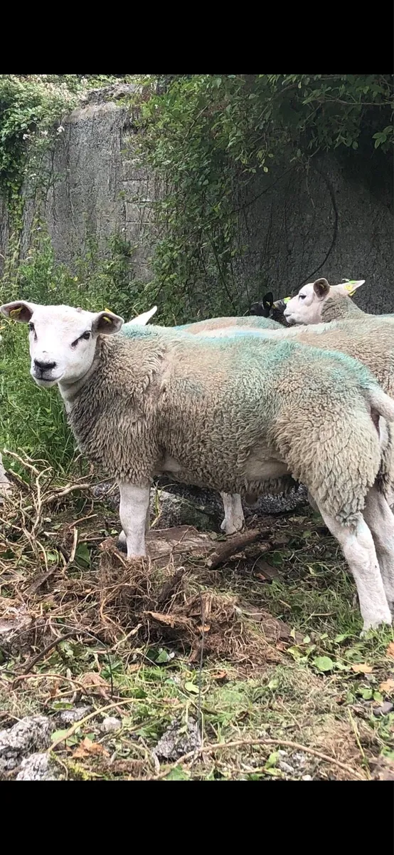 Texel ram lambs sis approved 5 star - Image 3
