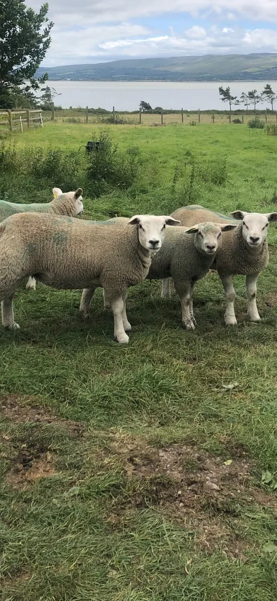 Texel ram lambs sis approved 5 star - Image 4