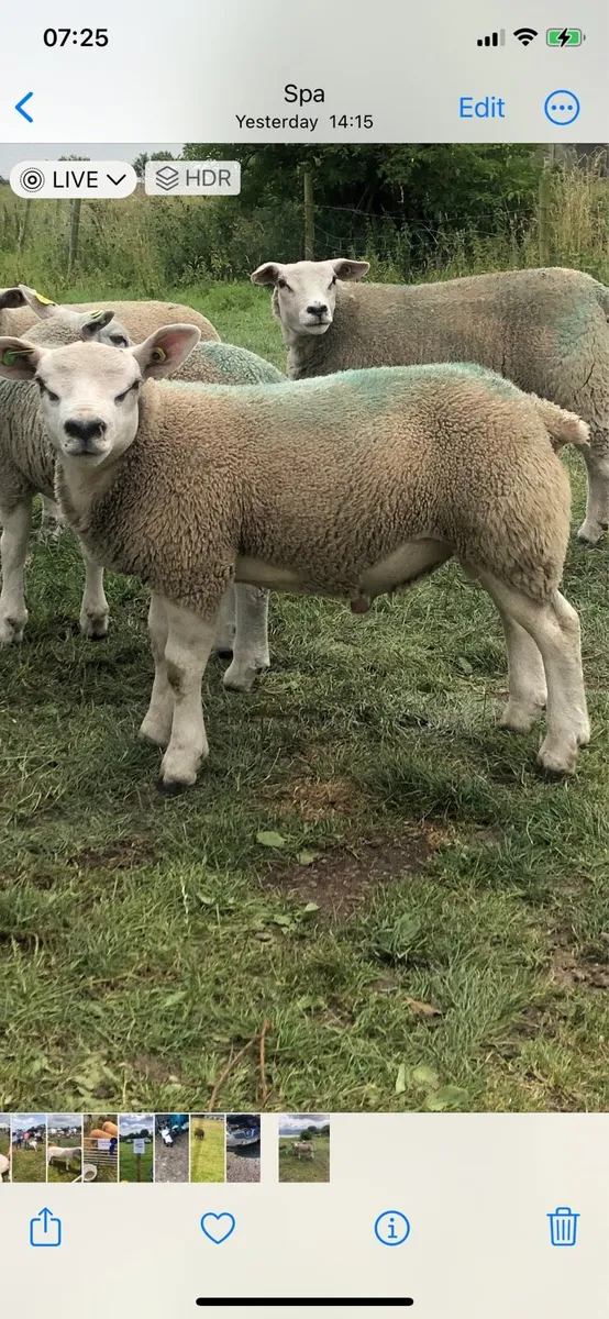 Texel ram lambs sis approved 5 star - Image 1