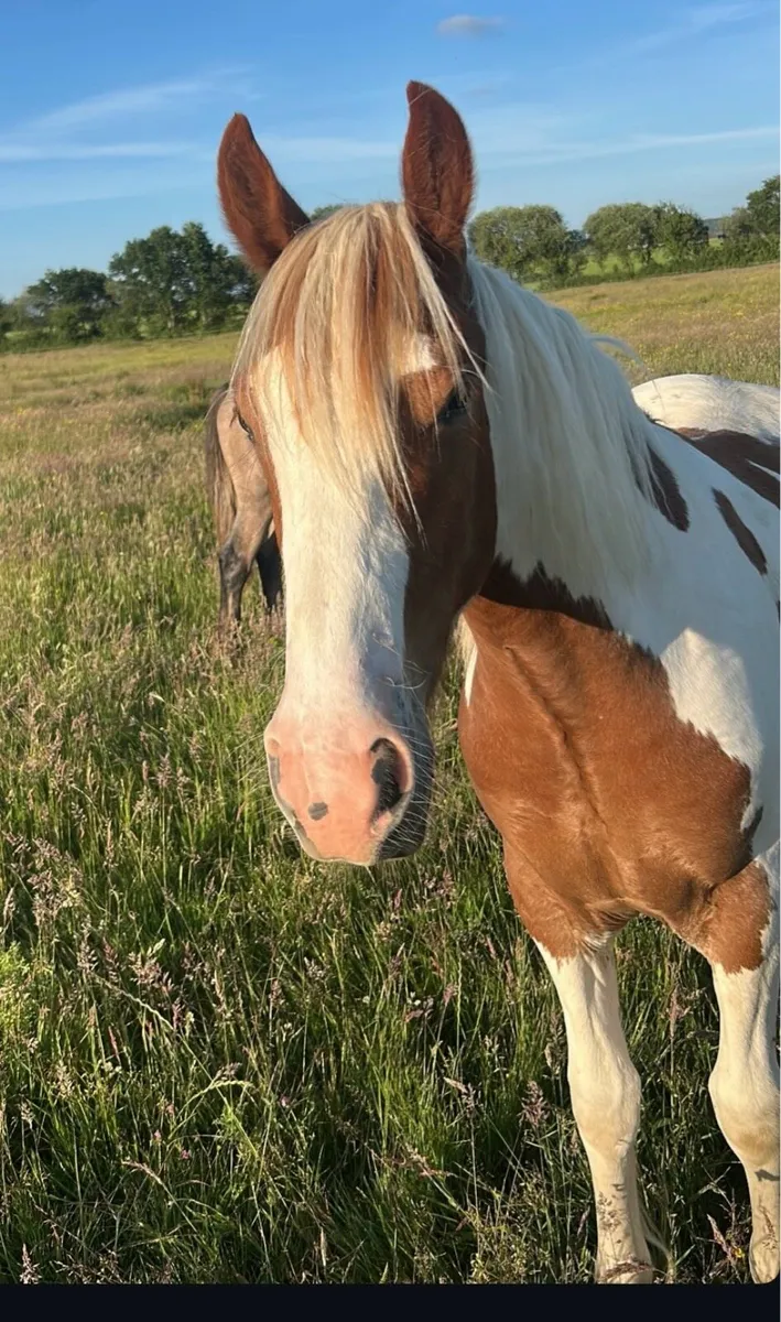 Show quality yearling - Image 2