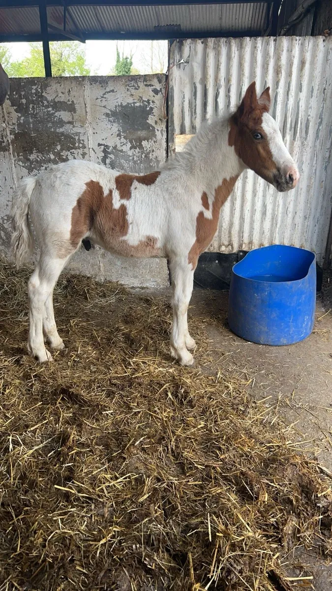 Show quality yearling - Image 4