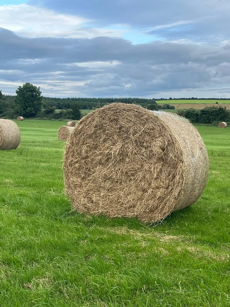 Hay