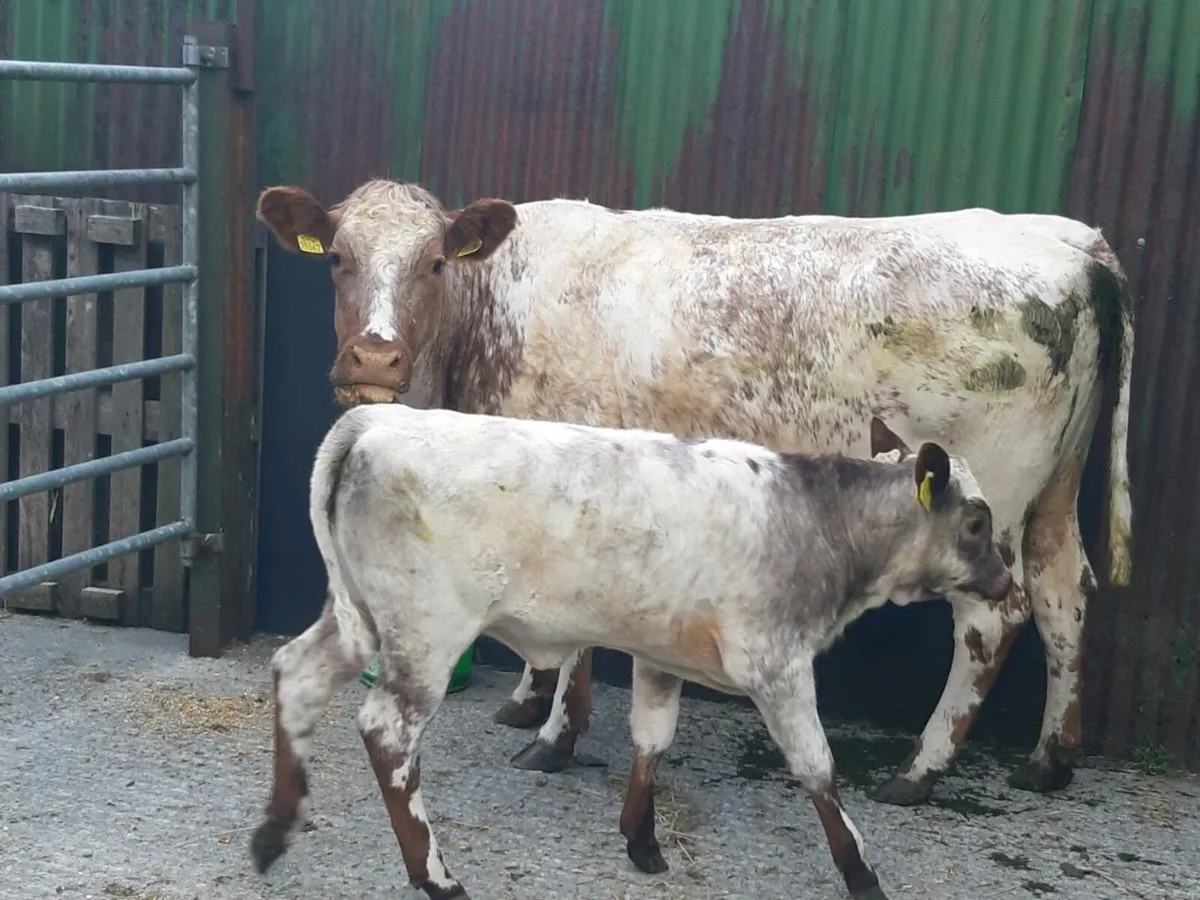 SUPER ROAN LM HEIFER 1ST CALVED WITH A SUPER CALF - Image 1