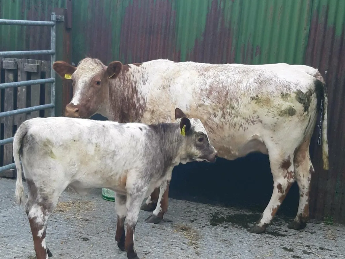 SUPER ROAN LM HEIFER 1ST CALVED WITH A SUPER CALF - Image 2