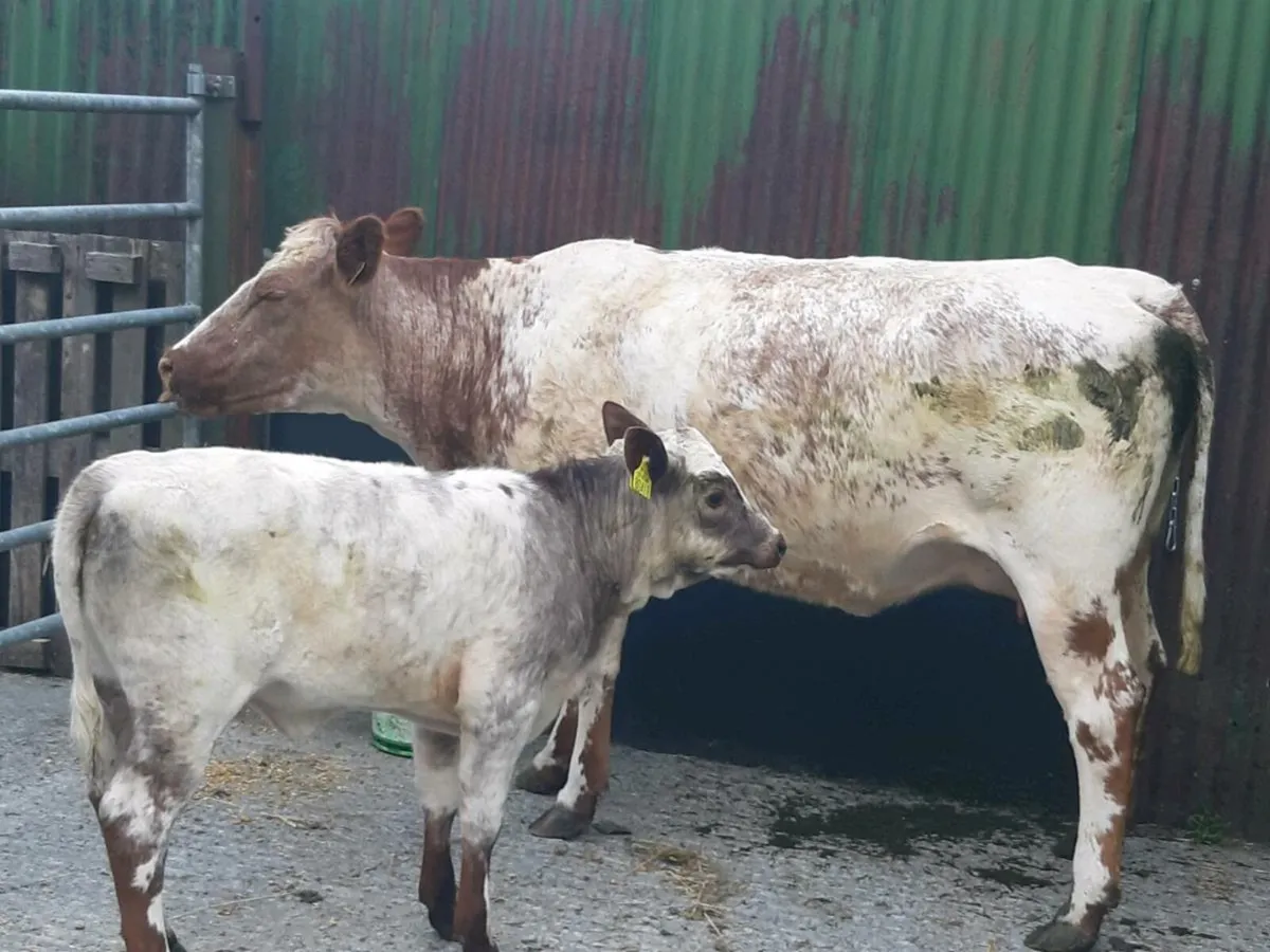 SUPER ROAN LM HEIFER 1ST CALVED WITH A SUPER CALF - Image 3