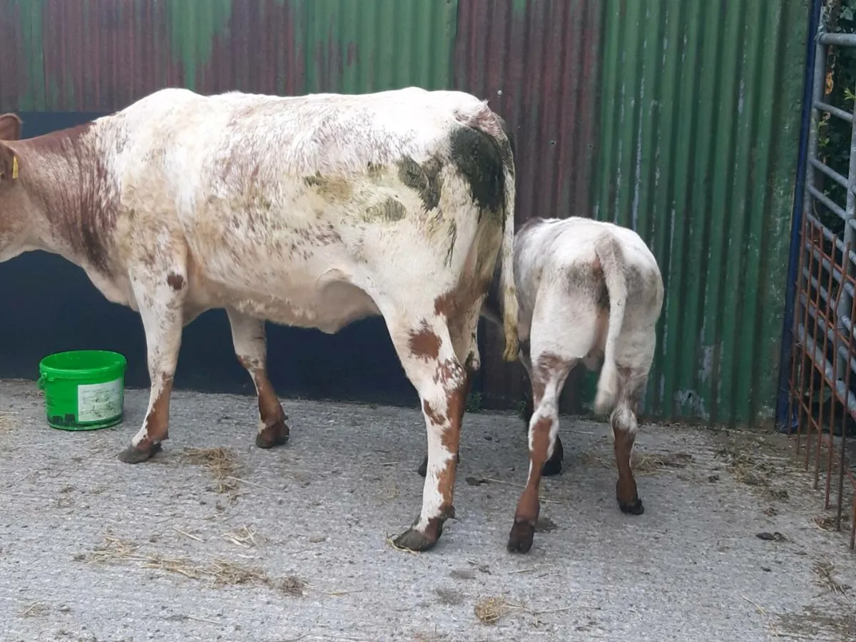SUPER ROAN LM HEIFER 1ST CALVED WITH A SUPER CALF - Image 4