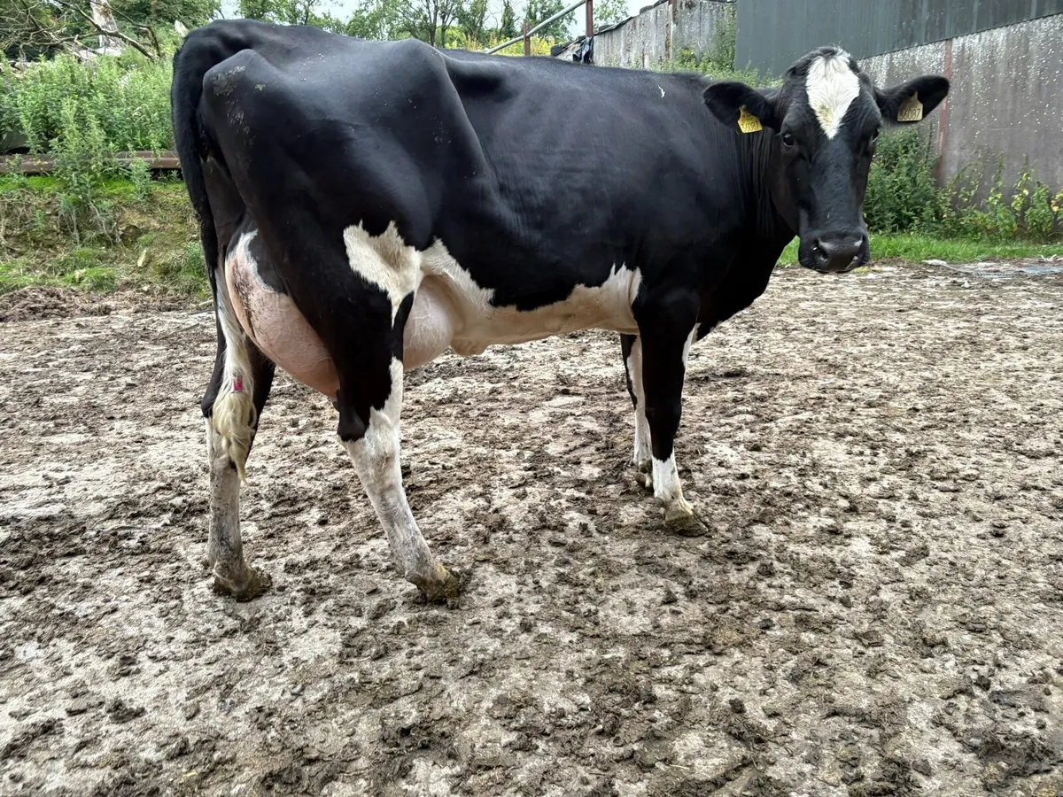 Second calving cow - Image 1