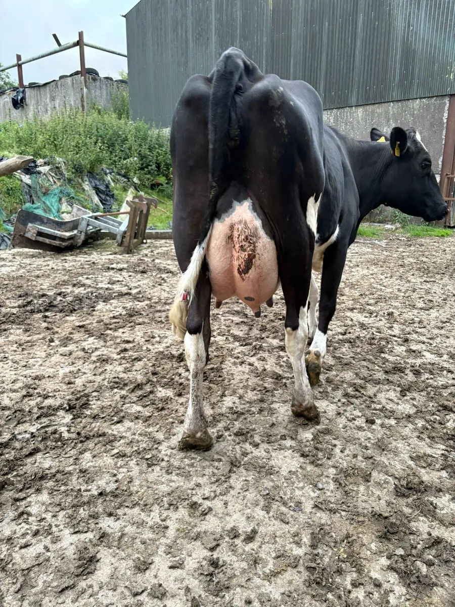 Second calving cow - Image 2