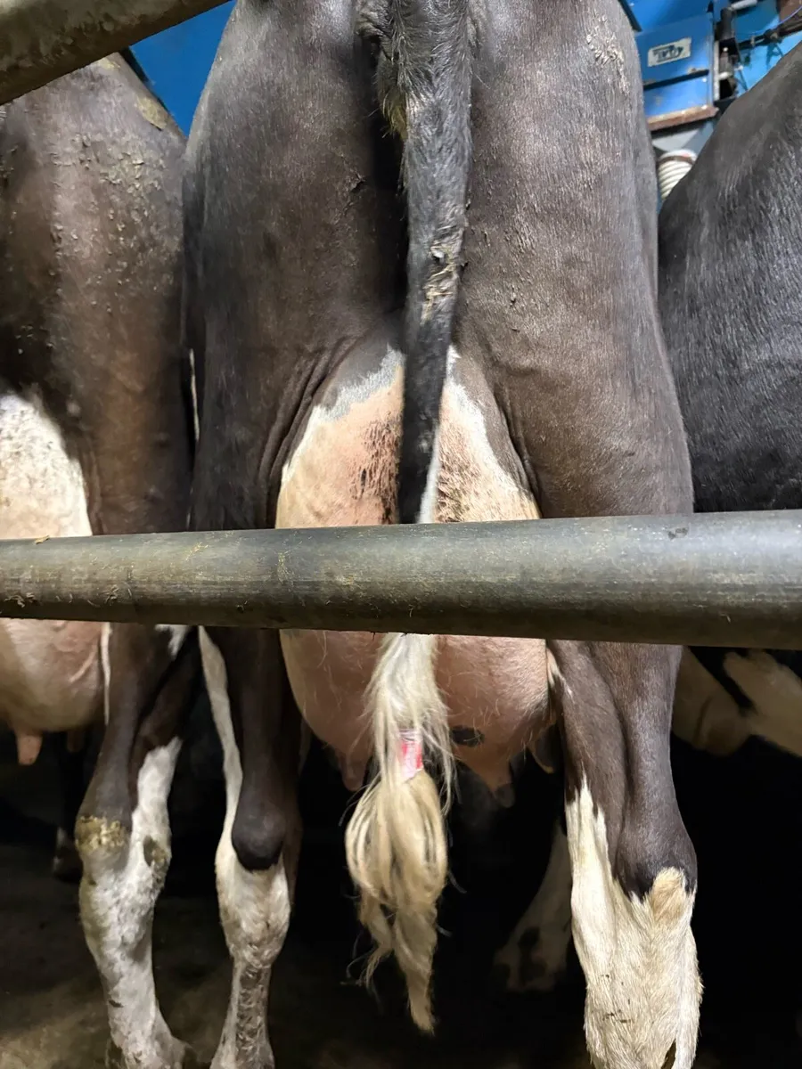 Second calving cow - Image 3