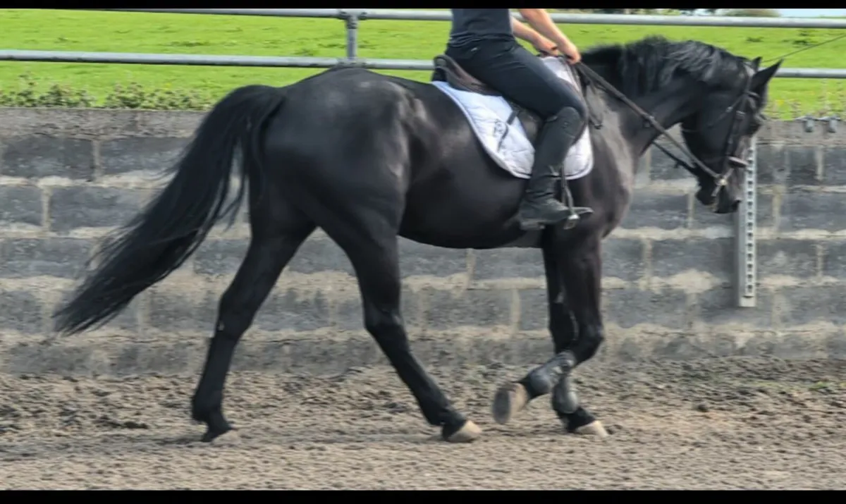 Horse - Image 2