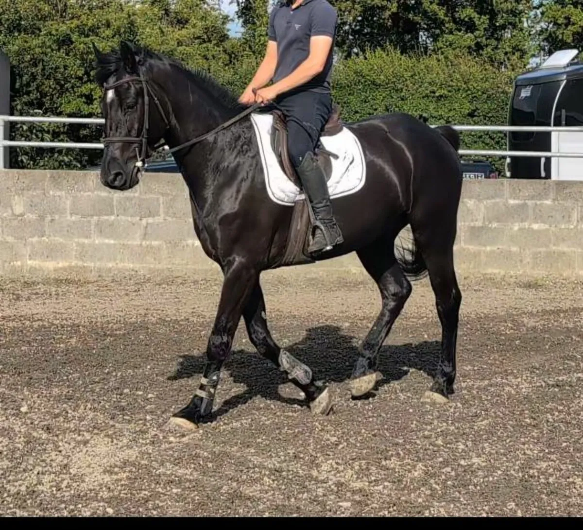 Horse - Image 1