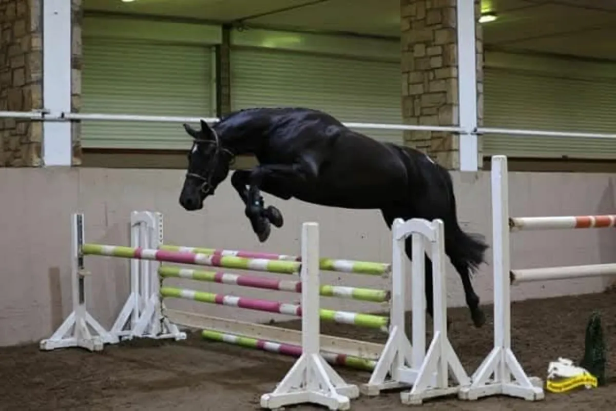 Horse - Image 3