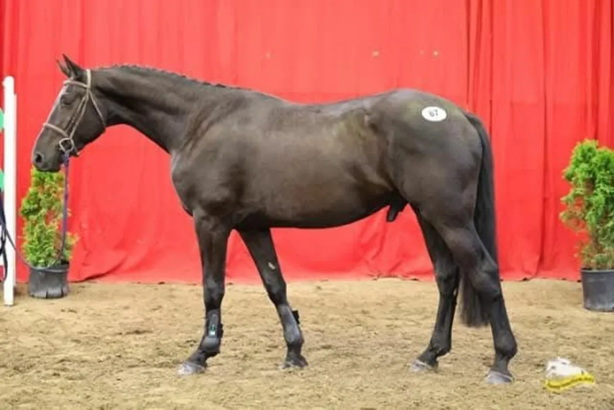 Horse - Image 4