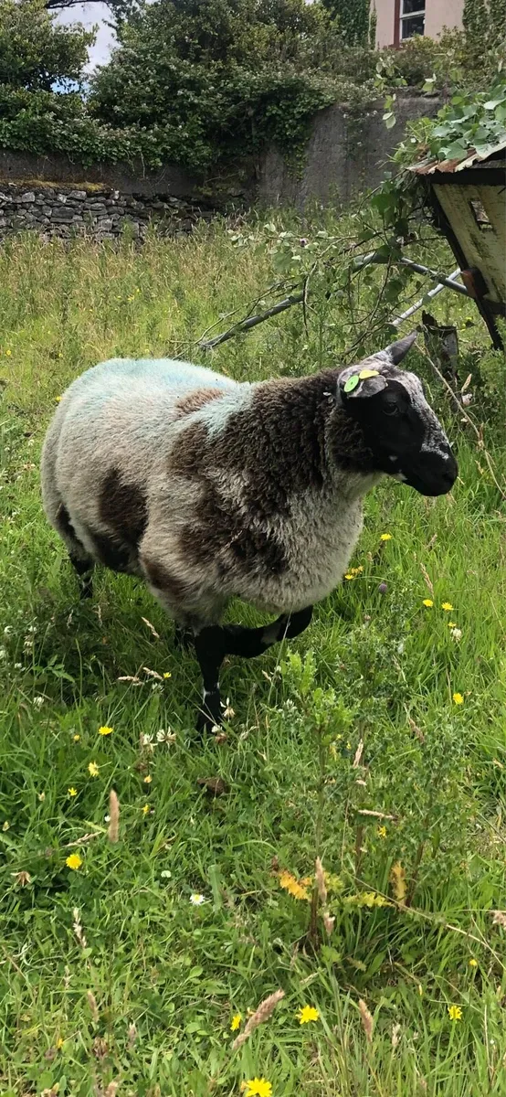 Dutch spotted ram lambs sis approved 5 stars - Image 2