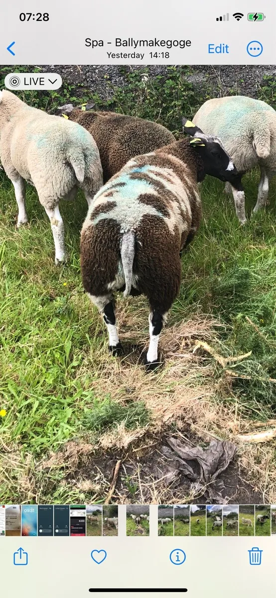 Dutch spotted ram lambs sis approved 5 stars - Image 3