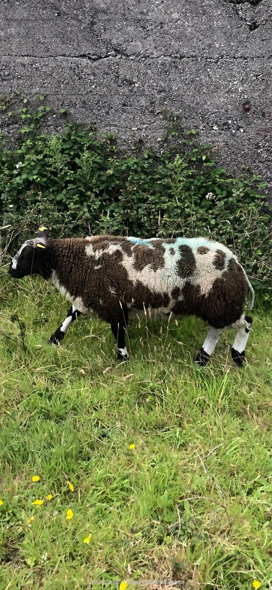 Dutch spotted ram lambs sis approved 5 stars - Image 1