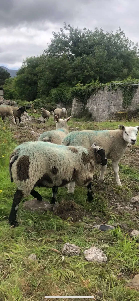 Dutch spotted ram lambs sis approved 5 stars - Image 4