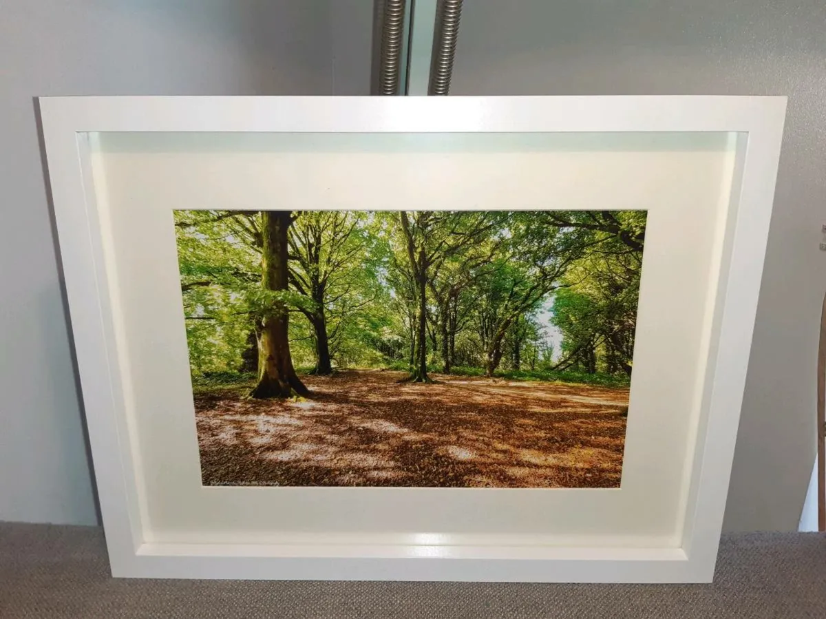 Ballyannan Woods, Midleton - Image 1