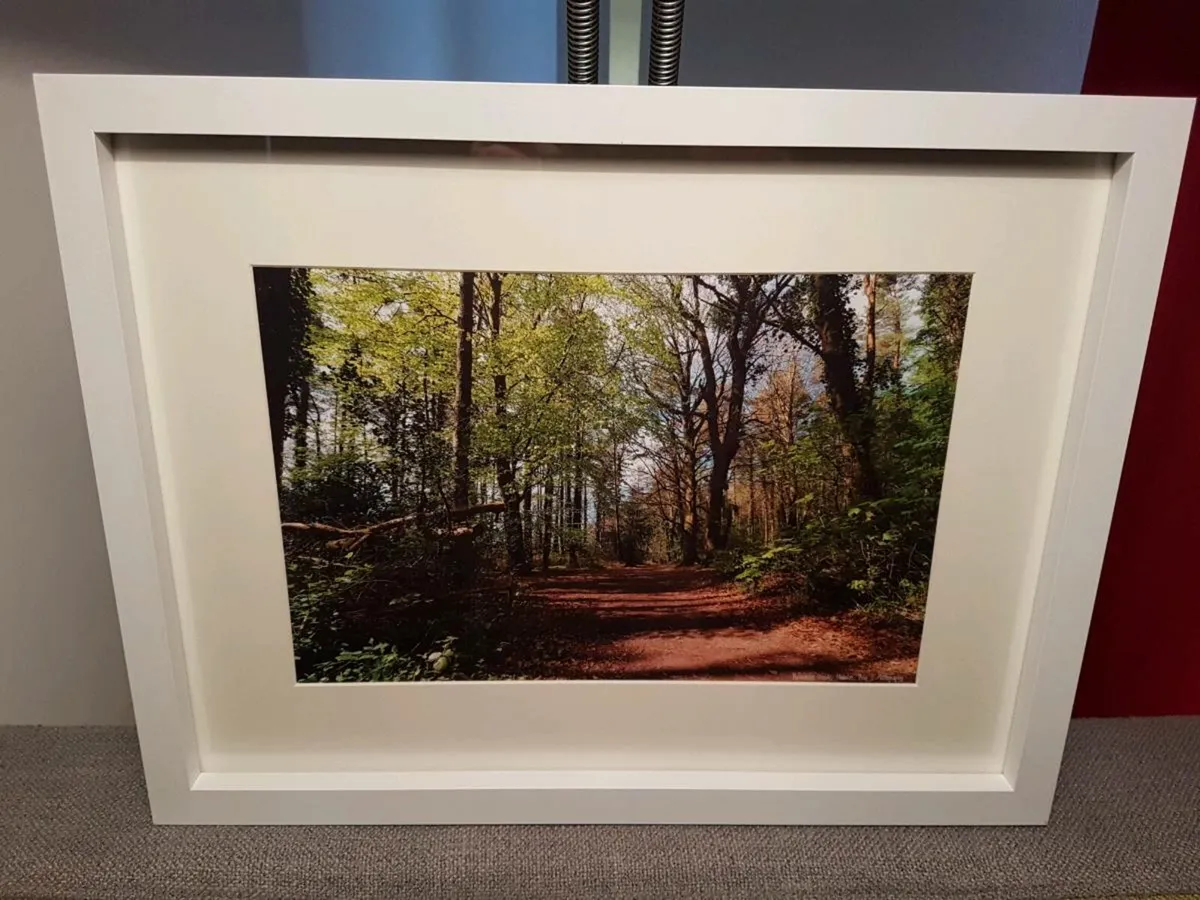 Ballyannan Woods, Midleton - Image 4