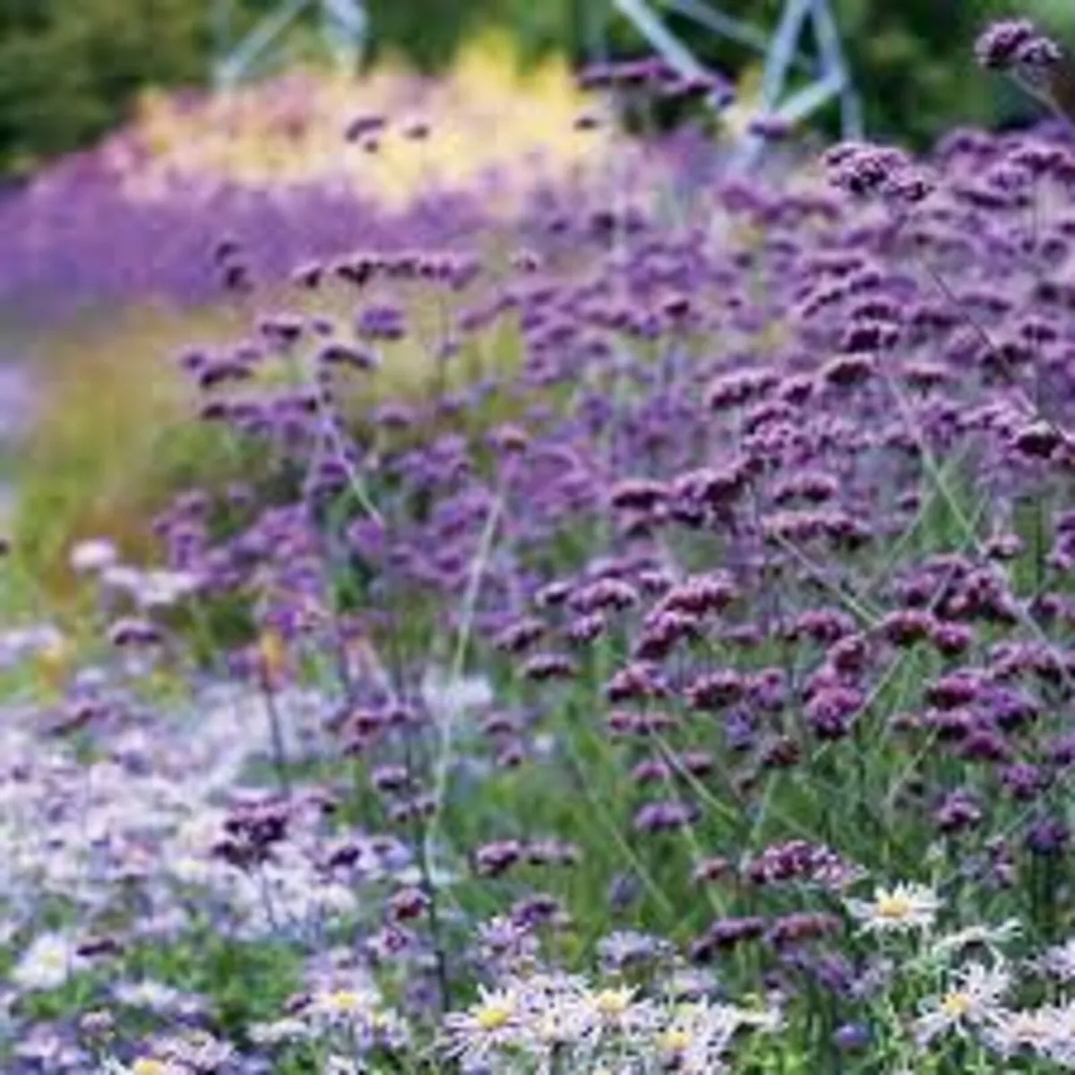 PERENNIALS IN MANY COLOURS AND VARIETIES - Image 3