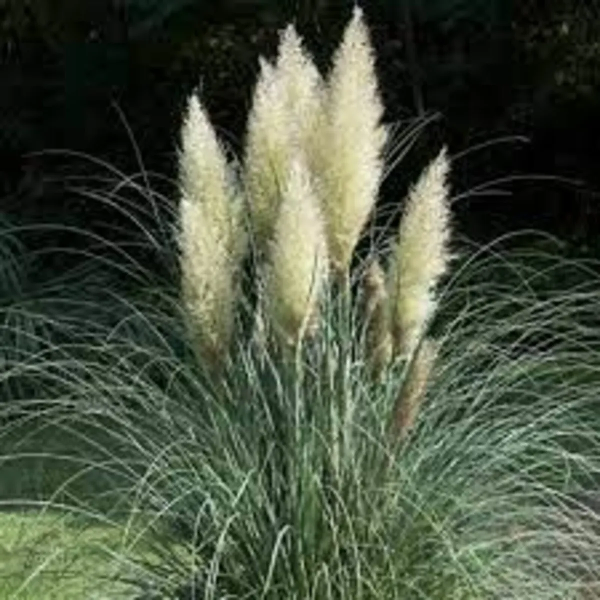 GRASSES IN MANY COLOURS AND TEXTURES - Image 3