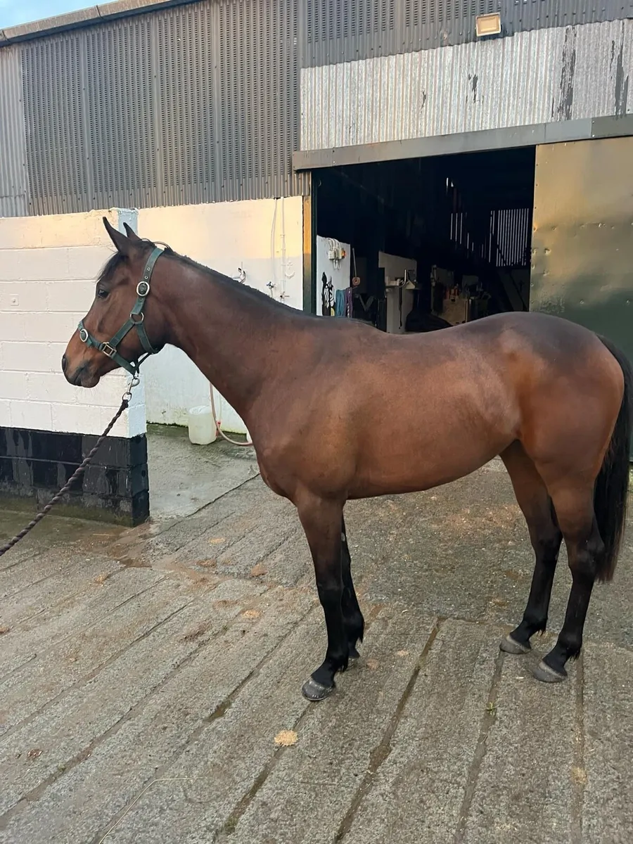 Racing Pony - Image 2