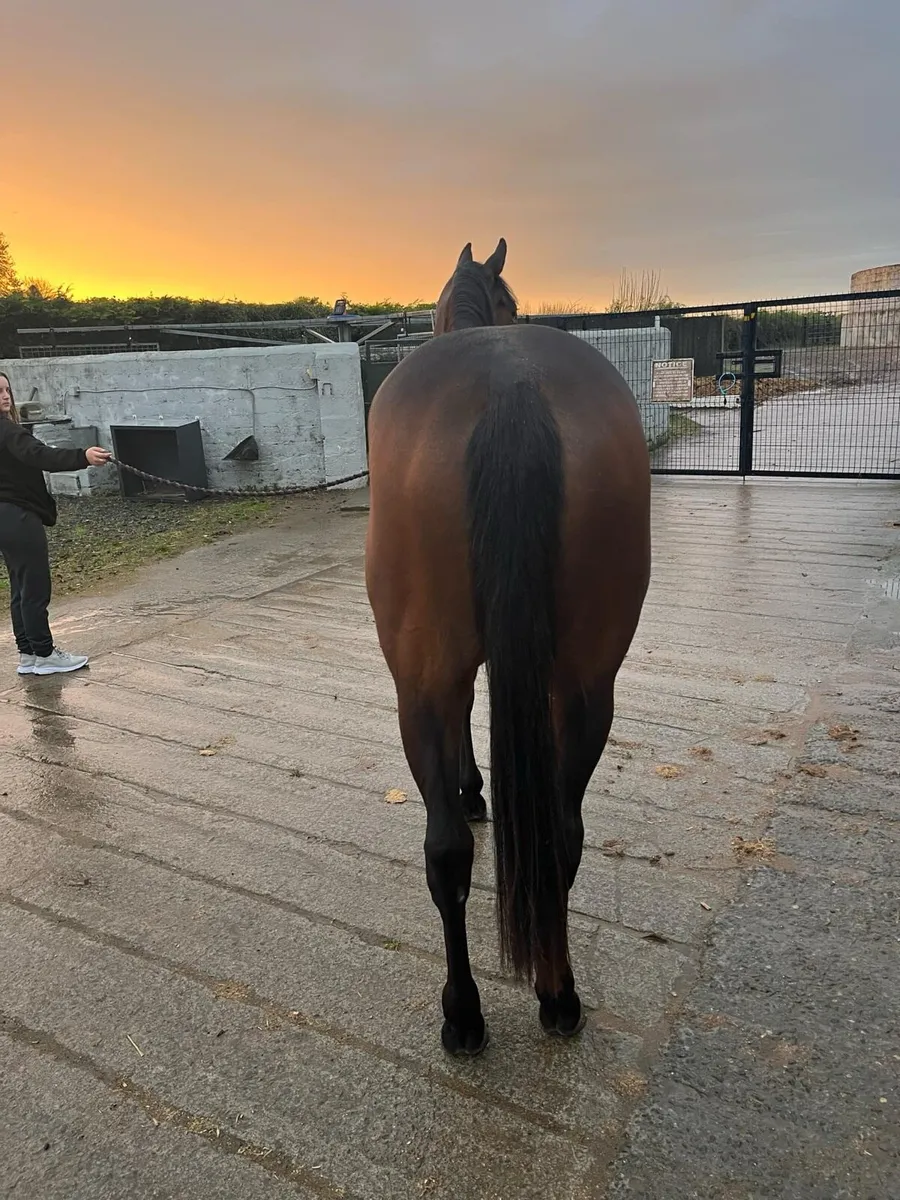 Racing Pony - Image 3