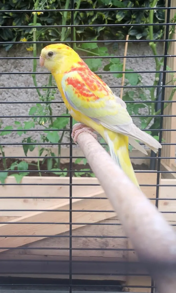 Red rump parakeet and cage - Image 1
