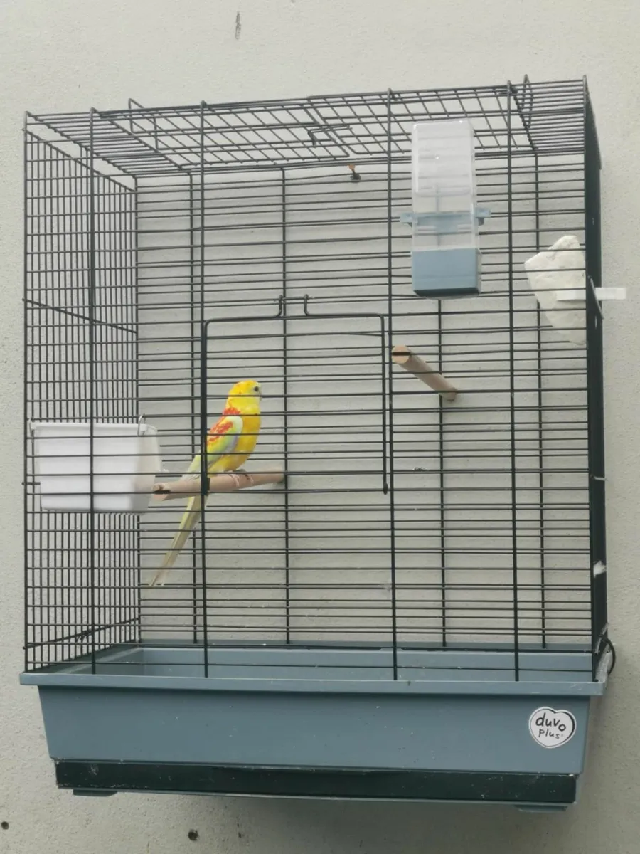 Red rump parakeet and cage - Image 2
