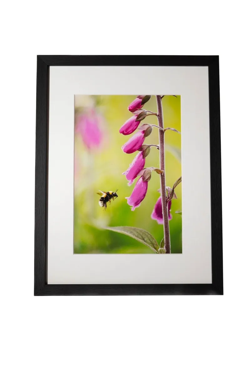 Wildlife Prints - Image 1