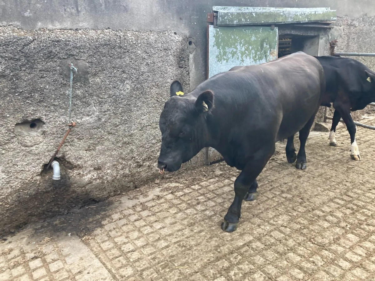 Angus and Hereford bull - Image 1