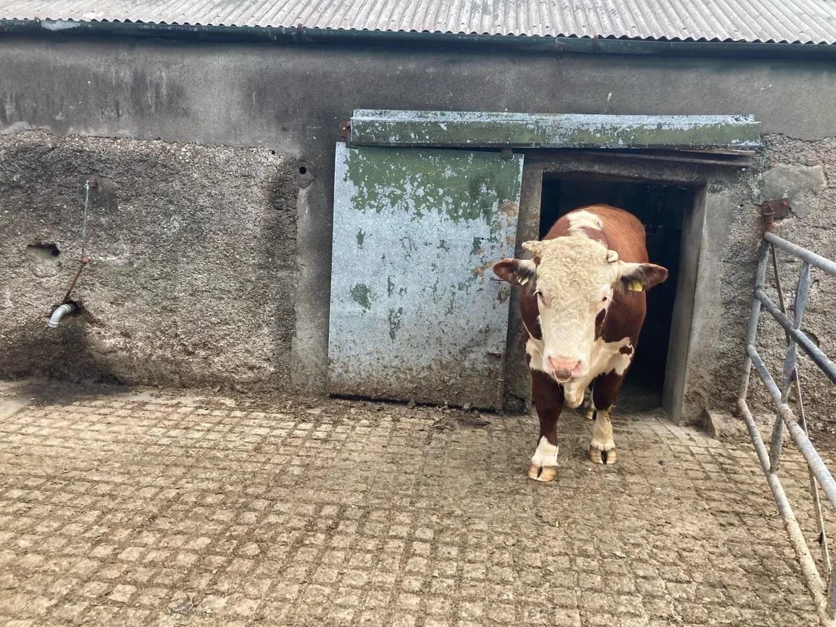 Angus and Hereford bull - Image 2