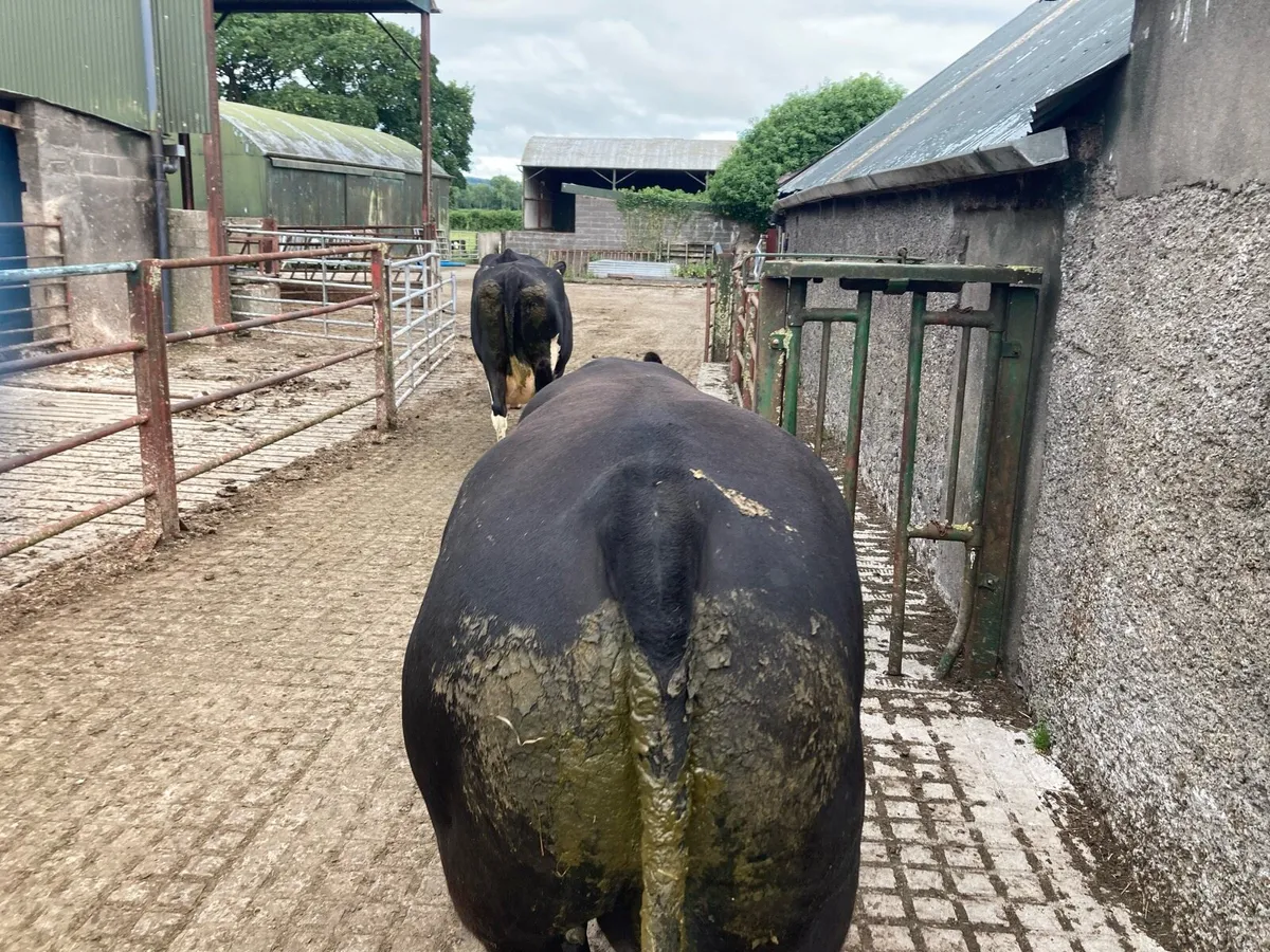 Angus and Hereford bull - Image 3