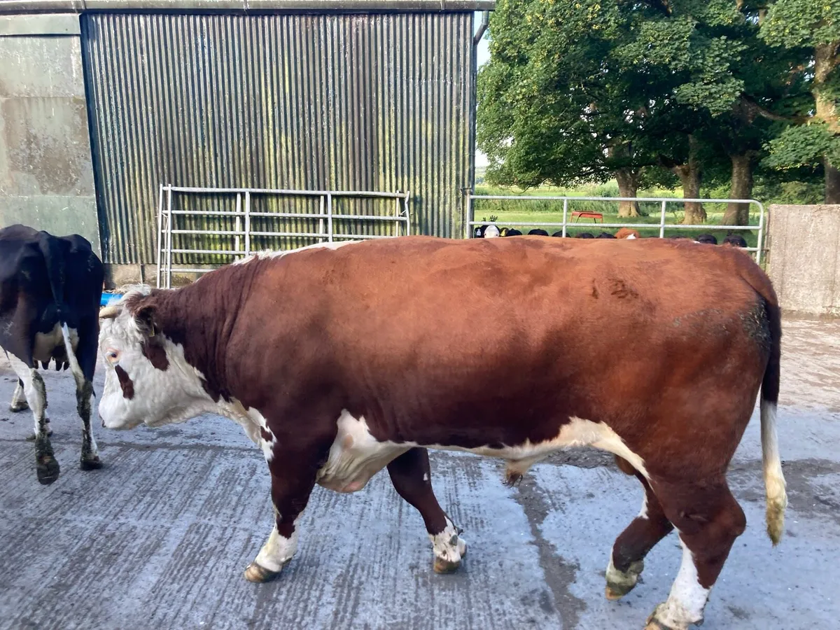 Angus and Hereford bull - Image 4