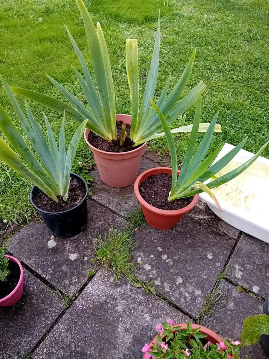 Selection of garden  shurbs in tubs - Image 1