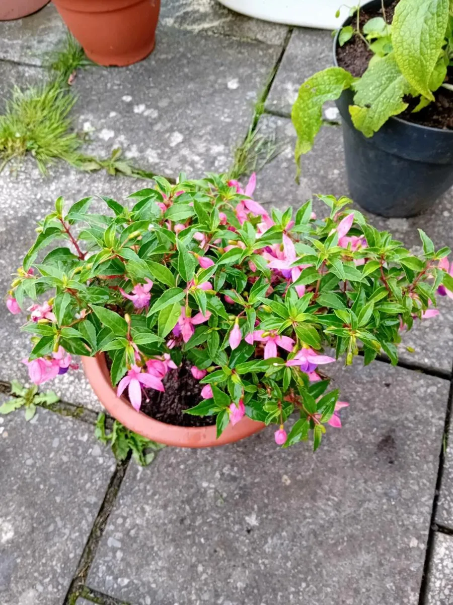 Selection of garden  shurbs in tubs - Image 2
