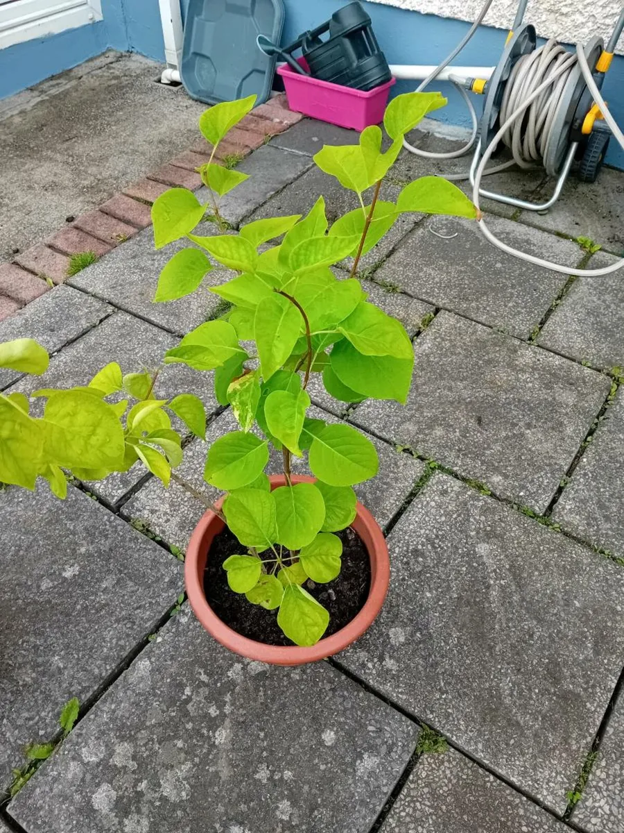 Selection of garden  shurbs in tubs - Image 3