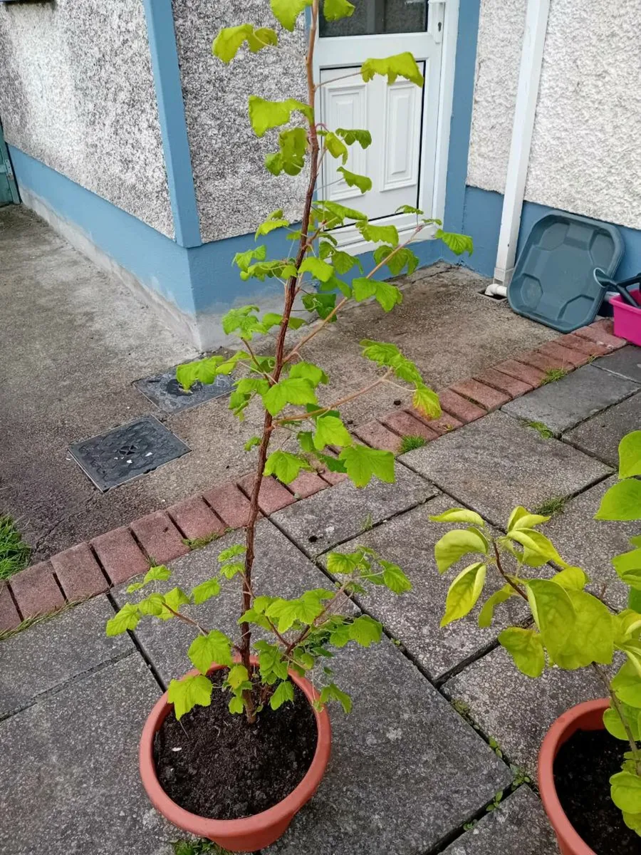 Selection of garden  shurbs in tubs - Image 4