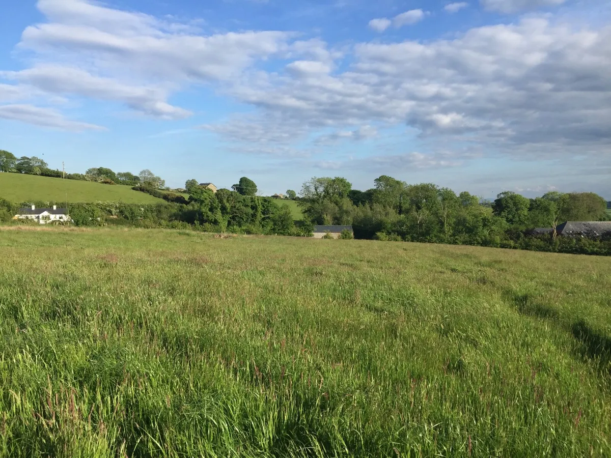 Grass Meadow ready to cut - Image 1